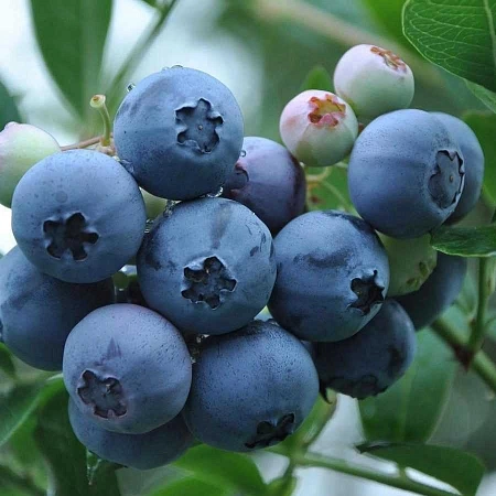 Голубика Торо Голубика Торо