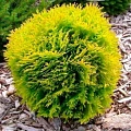 Туя шаровидная Глобоза Голд 30-40 см Туя шаровидная Глобоза Голд 30-40 см
