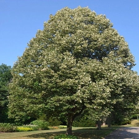 Липа войлочная 90-100 см Липа войлочная 90-100 см