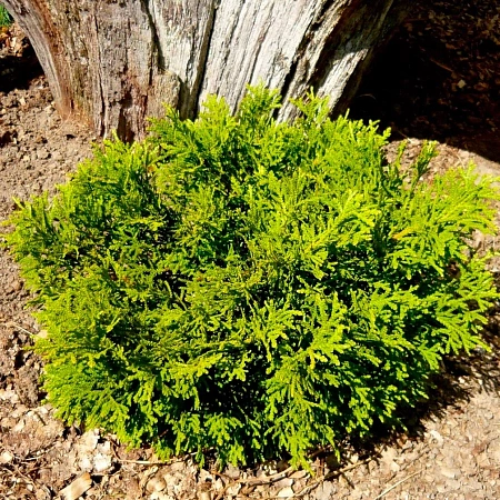 Туевик долотовидный Нана 10-20 см