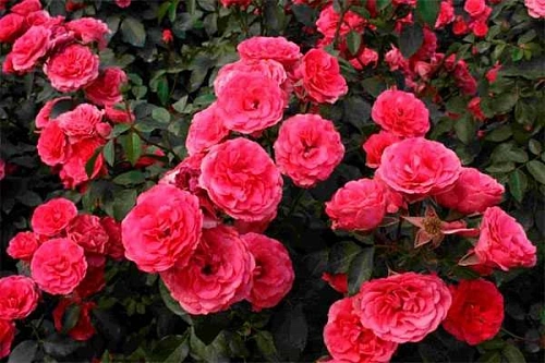 Роза плетистая Лавиния (Lawinia) Сербия Роза плетистая Лавиния (Lawinia) Сербия