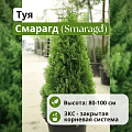 Туя Смарагд (Smaragd) западная С5 80-100 см Туя Смарагд (Smaragd) западная С5 80-100 см