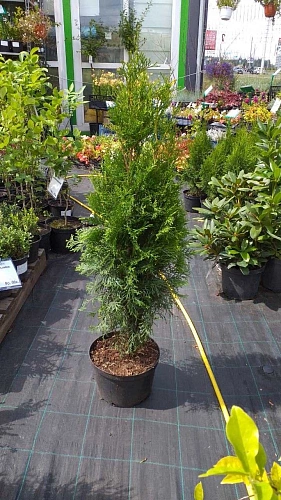 Туя Смарагд (Smaragd) западная 60-80 см Туя Смарагд (Smaragd) западная 60-80 см