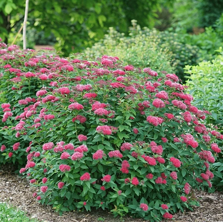 Спирея Froebelii японская 40-50 см