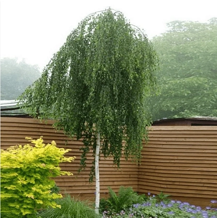 Береза Youngi повислая на штамбе 180 см Береза Youngi повислая на штамбе 180 см