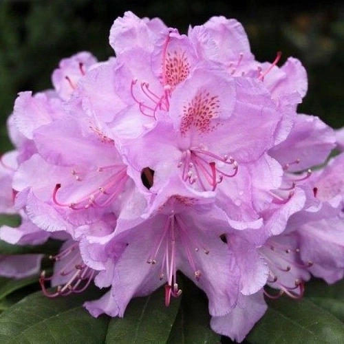 Рододендрон Doс Рододендрон Doс
