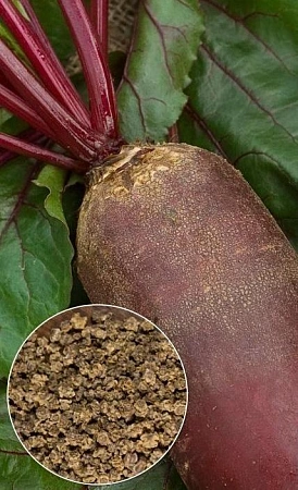 Свекла Рекорд Поли (кормовая), 200 г