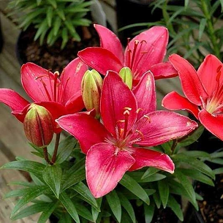 Лилия FantAsiatic Raspberry (уп. 3 шт)