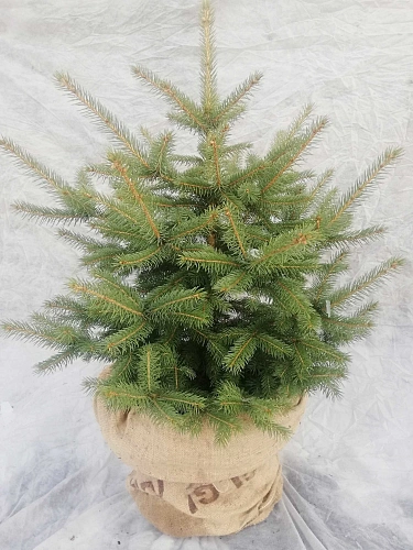 Ель Пунгенс 100-130 см Ель Пунгенс 100-130 см