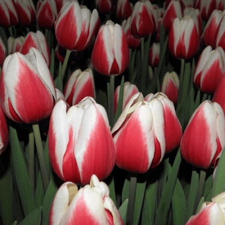 Тюльпан Guus Papendrecht