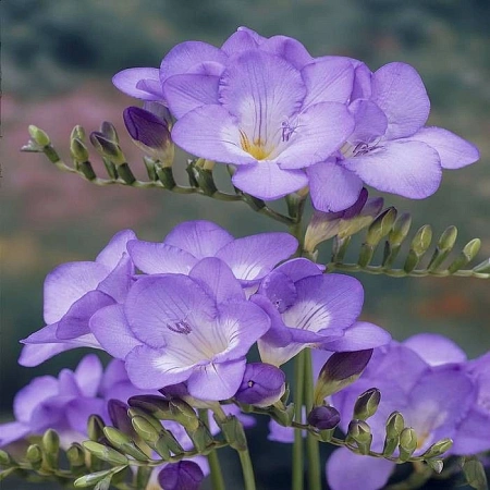 Фрезия Сингл Блю 1 шт.