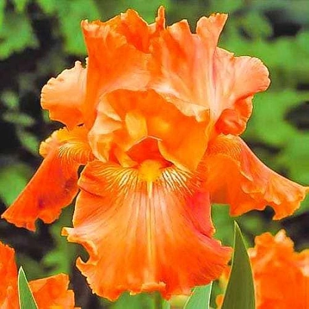 Ирис Germanica Depth of Field (1 шт. в уп.)