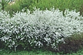 Спирея Arguta (таволга) С3 Спирея Arguta (таволга) С3