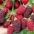 Ежемалина Тайберри С3 Ежемалина Тайберри С3