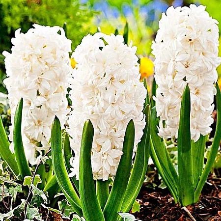 Гиацинт Madame Sophie (2 шт. в уп.)