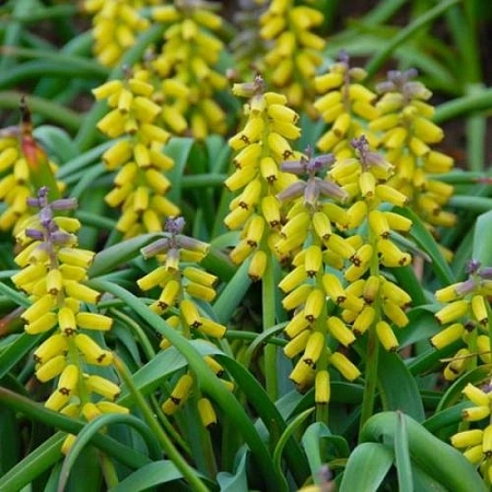 Мускари Golden Fragrance