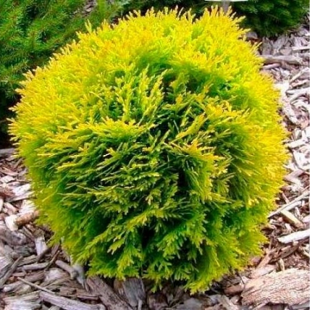 Туя шаровидная Глобоза Голд 50-60 см Туя шаровидная Глобоза Голд 50-60 см