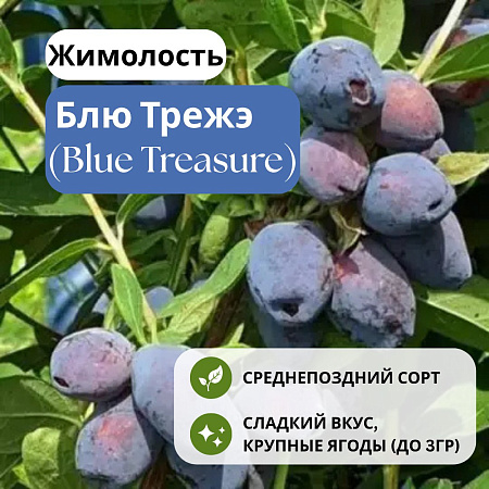 Жимолость Блю Трежэ (Blue Treasure) съедобная С3