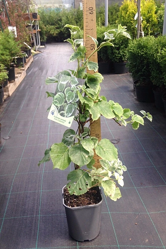 Гортензия плетистая "Таке а Сhance" Экстра Гортензия плетистая "Таке а Сhance" Экстра