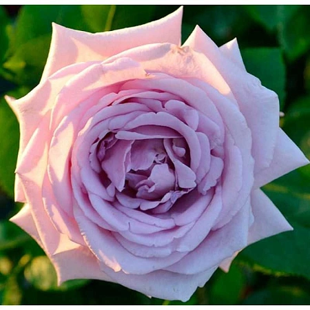 Роза плетистая Indigoletta (горшок C4)