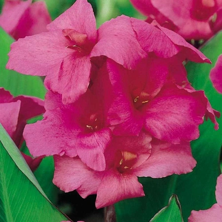 Канна Empire (уп. 1 шт)