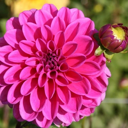 Георгина Stratos Георгина Stratos