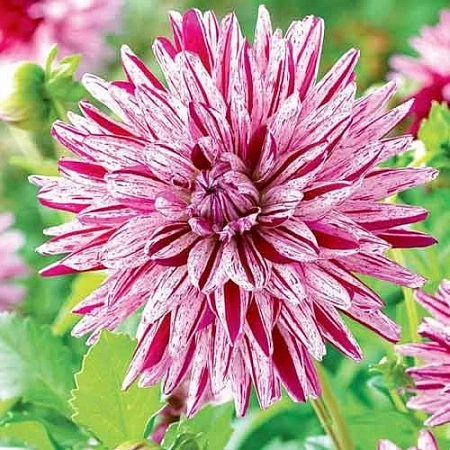 Георгина Blackberry Ripple (уп. 1 шт)