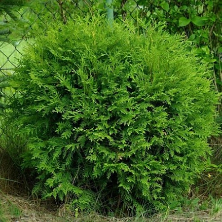 Туя Литл Чемпион (Little Champion) шаровидная С3 40+ Туя Литл Чемпион (Little Champion) шаровидная С3 40+