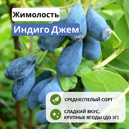 Жимолость Индиго Джем съедобная С3 Жимолость Индиго Джем съедобная С3