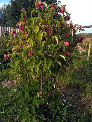 Малина Таруса (малиновое дерево) Малина Таруса (малиновое дерево)