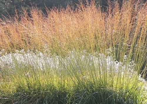 Просо прутьевидное Rotstrahlbusch 30-40 см Просо прутьевидное Rotstrahlbusch 30-40 см