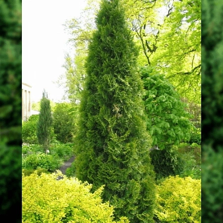 Туя Пирамидалис Компакта западная