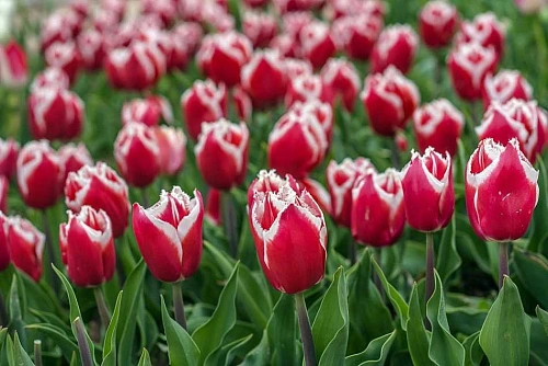 Тюльпан New Santa (5 шт. в уп.) Тюльпан New Santa (5 шт. в уп.)