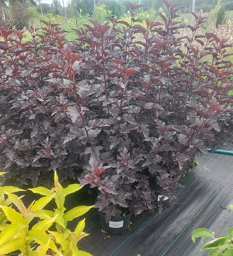 Пузыреплодник Panther калинолистный 40-60 см Пузыреплодник Panther калинолистный 40-60 см