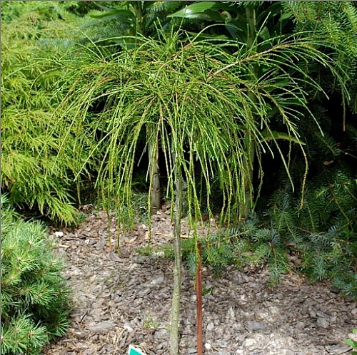 Туя складчатая Випкорд 20-30 см Туя складчатая Випкорд 20-30 см