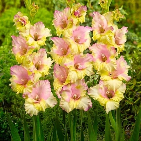 Гладиолус Mon Amour (уп. 7 шт)