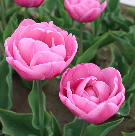 Тюльпан Tabledance