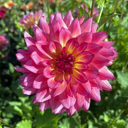 Георгина Armateras (уп. 1 шт) Георгина Armateras (уп. 1 шт)