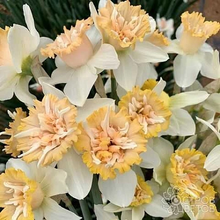 Нарцисс Petit Four (5 шт. в уп.)