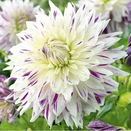 Георгина Akita`s Striped