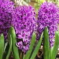Гиацинт Purple Sensation Гиацинт Purple Sensation