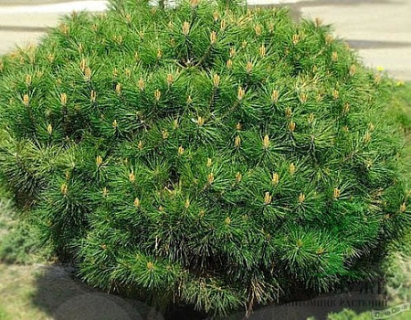 Сосна черная Брепо (Brepo) 30 см С3