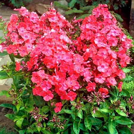 Флокс Red