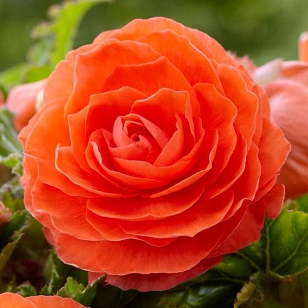 Бегония Double Orange (уп. 2 шт)