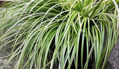 Аир злаковый Argenteostriatus Аир злаковый Argenteostriatus