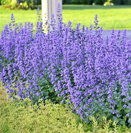 Котовник Фассена Kit Cat C2