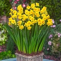 Нарцисс Grand Soleil d'Or (5 шт. в уп.) Нарцисс Grand Soleil d'Or (5 шт. в уп.)