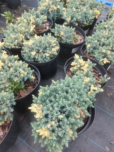 Можжевельник Флореант чешуйчатый Можжевельник Флореант чешуйчатый