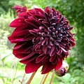 Георгина Anemone Flowering Soulman Георгина Anemone Flowering Soulman
