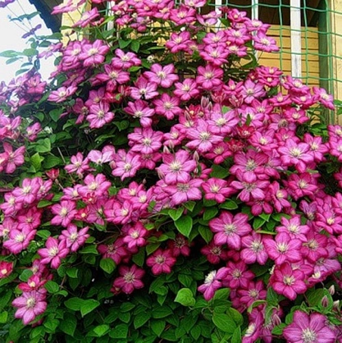 Клематис Вилле де Лион Клематис Вилле де Лион